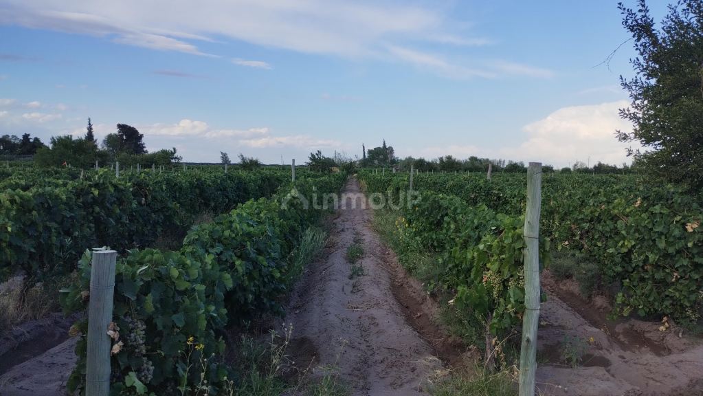Viñedo en Venta en San Martin, Mendoza