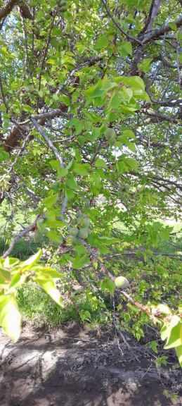 Finca en Venta en San Rafael, Mendoza