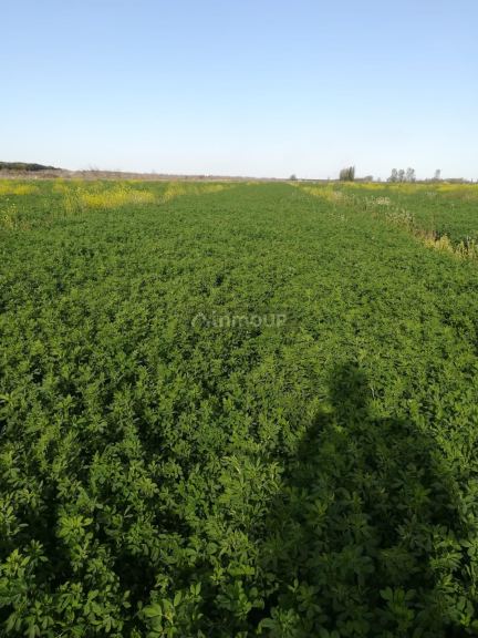 Finca en Venta en San Rafael, Mendoza