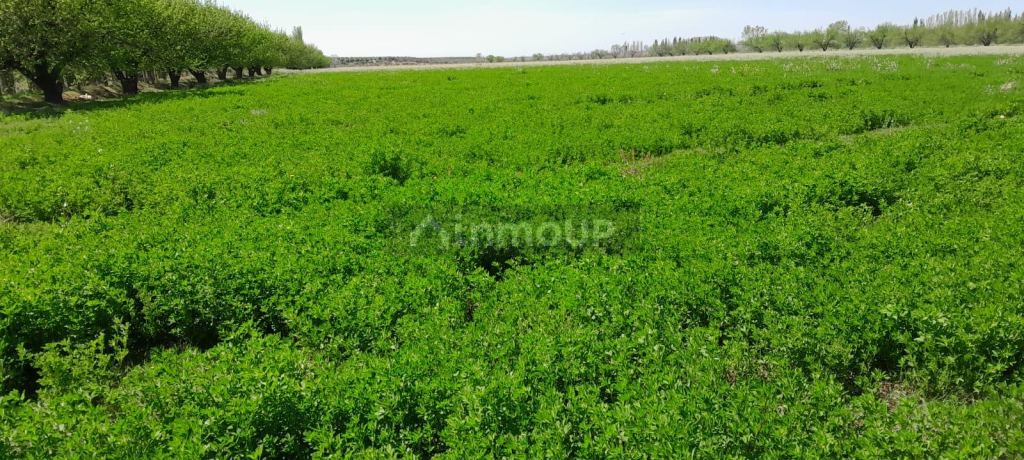 Finca en Venta en San Rafael, Mendoza