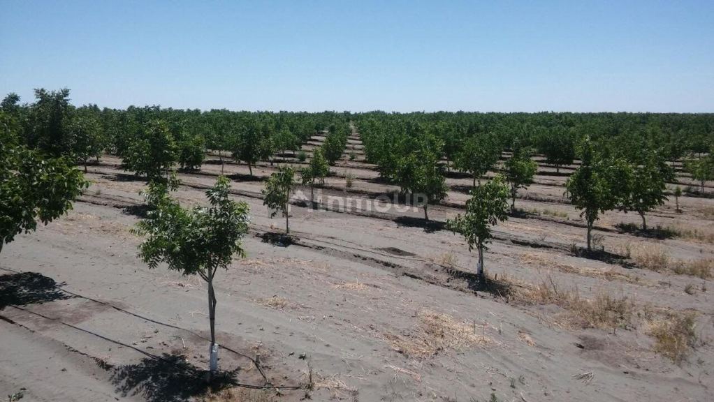 Finca en Venta en San Rafael, Mendoza