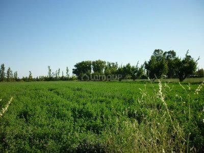 Finca en Venta en San Rafael, Mendoza