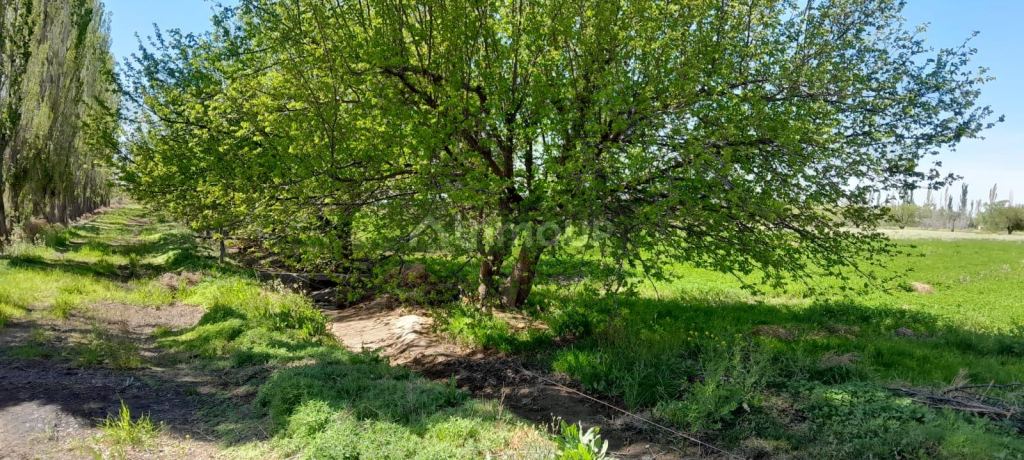 Finca en Venta en San Rafael, Mendoza