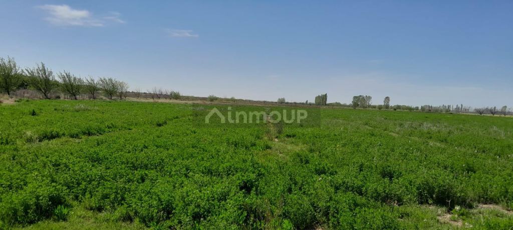 Finca en Venta en San Rafael, Mendoza