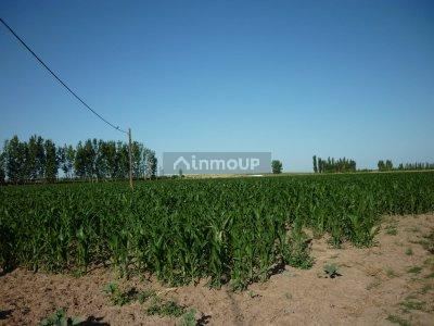 Finca en Venta en San Rafael, Mendoza