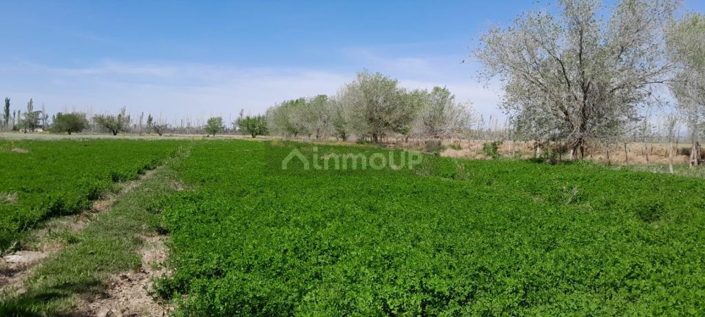 Finca en Venta en San Rafael, Mendoza