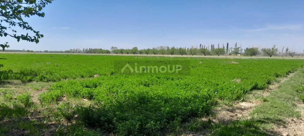 Finca en Venta en San Rafael, Mendoza