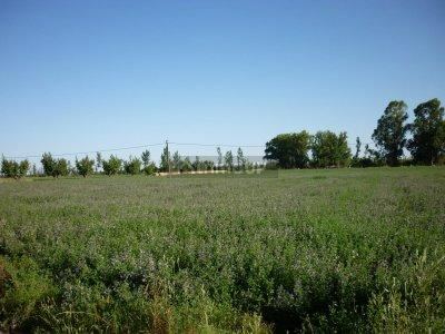 Finca en Venta en San Rafael, Mendoza
