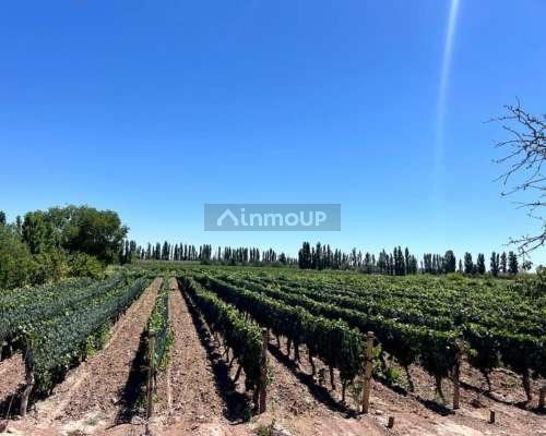Finca en Venta en Lavalle, Mendoza