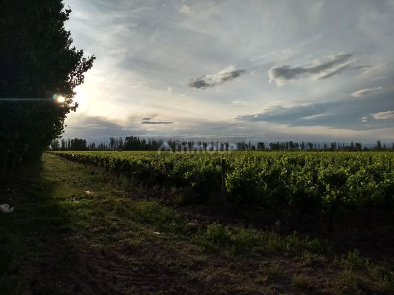 Finca en Venta en Lavalle, Mendoza