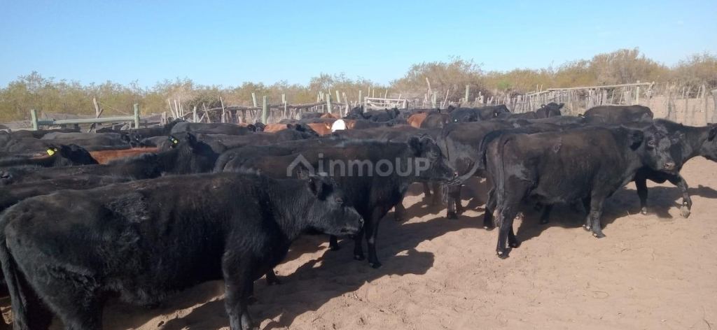 Campo en Venta en San Rafael, Mendoza