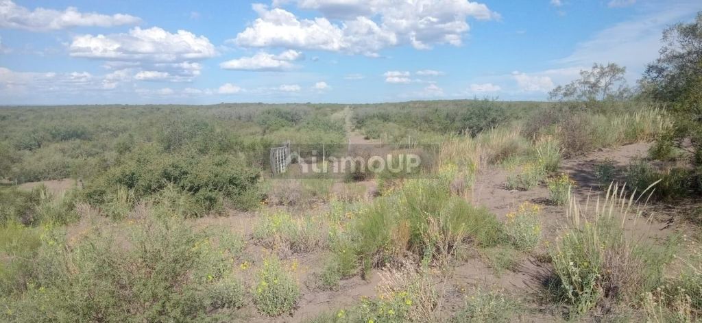 Campo en Venta en San Rafael, Mendoza