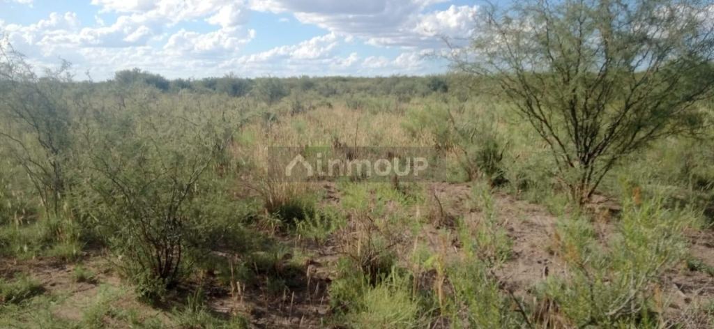 Campo en Venta en San Rafael, Mendoza
