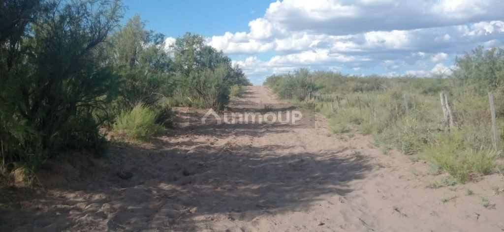 Campo en Venta en San Rafael, Mendoza