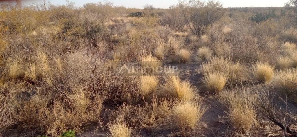 Campo en Venta en San Rafael, Mendoza
