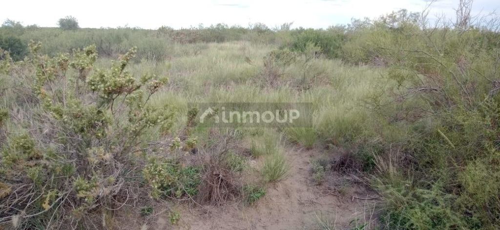Campo en Venta en San Rafael, Mendoza