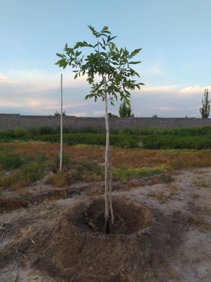 Lote en Venta en Maipu, Mendoza
