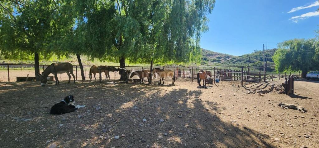 Campo en Venta en Tupungato, Mendoza - USD 450.000 | Inmoup - 10