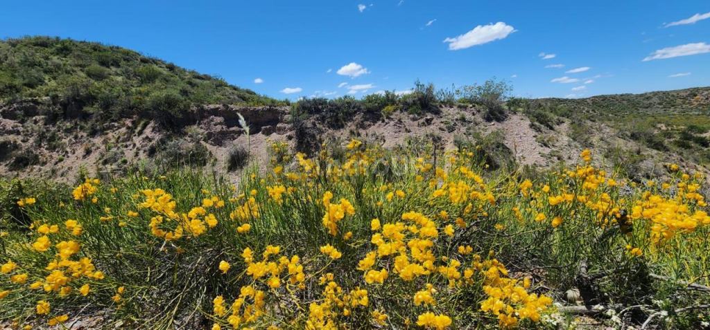 Campo en Venta en Tupungato, Mendoza - USD 450.000 | Inmoup - 8