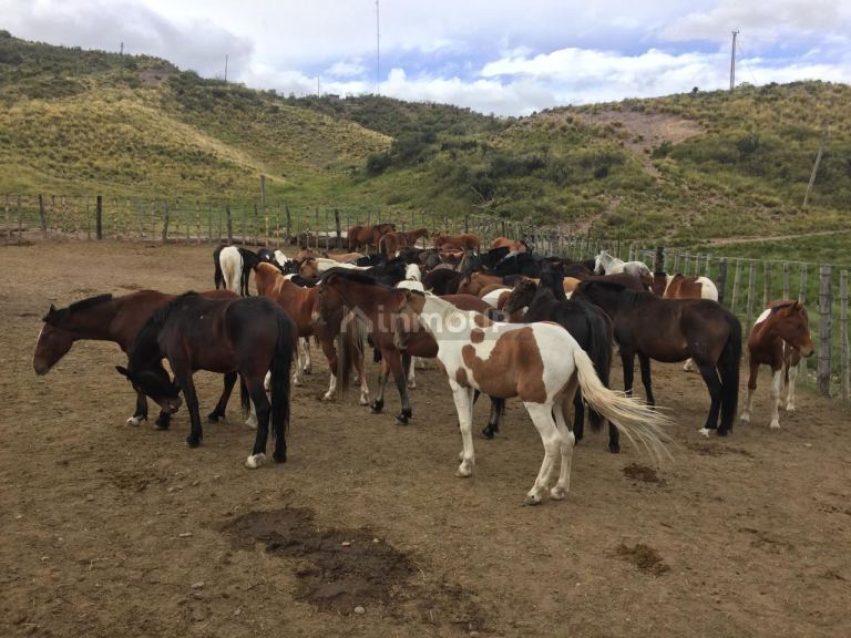 Tupungato Ruta 86 Km 20.6