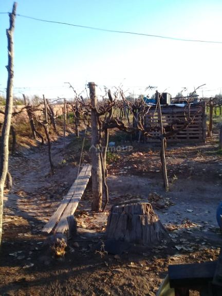 Finca en Venta en Lavalle, Mendoza
