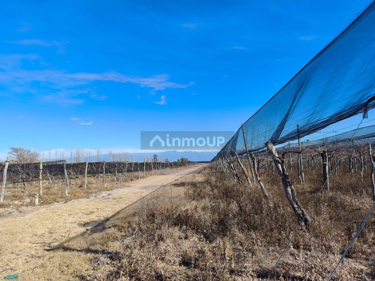 Finca en Venta en Lavalle, Mendoza