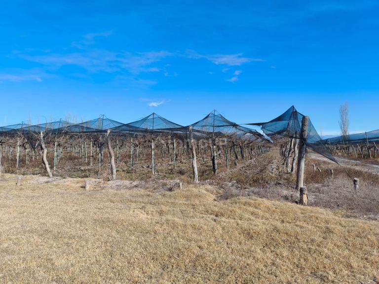 Finca en Venta en Lavalle, Mendoza