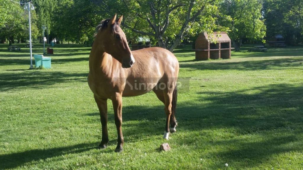 Campo en Venta en Tunuyan, Mendoza