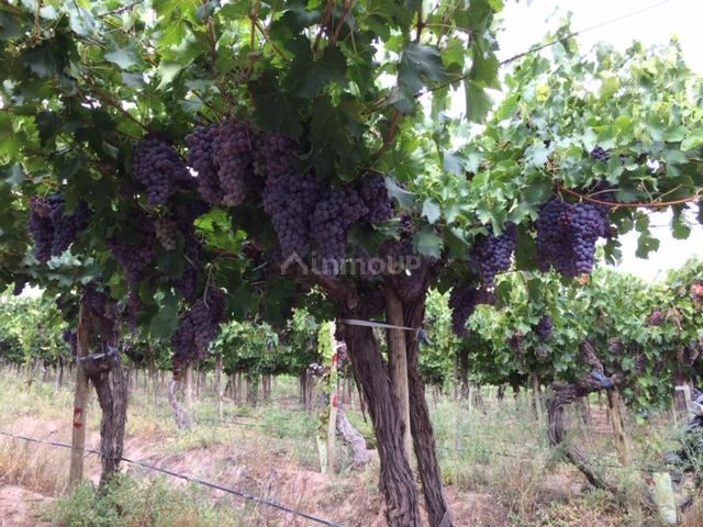 Finca en Venta en Lavalle, Mendoza