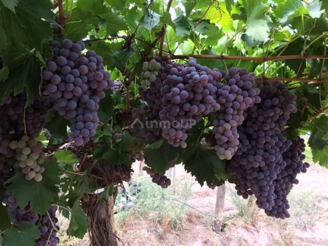 Finca en Venta en Lavalle, Mendoza
