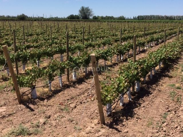 Finca en Venta en Lavalle, Mendoza