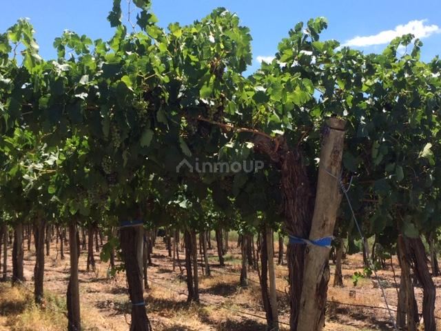 Finca en Venta en Lavalle, Mendoza