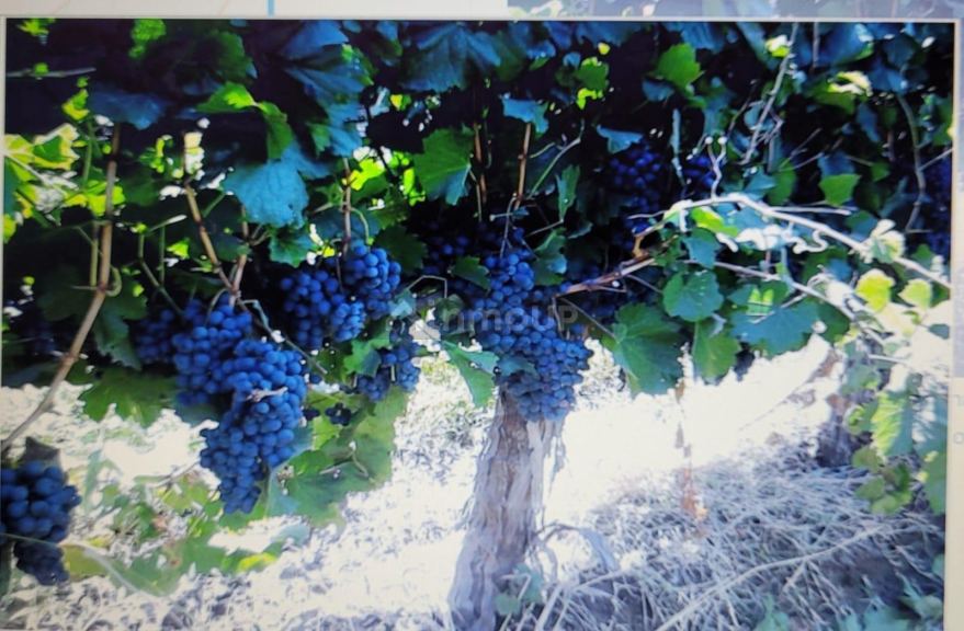 Finca en Venta en Lavalle, Mendoza