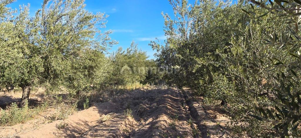 Finca en Venta en Las Heras, Mendoza