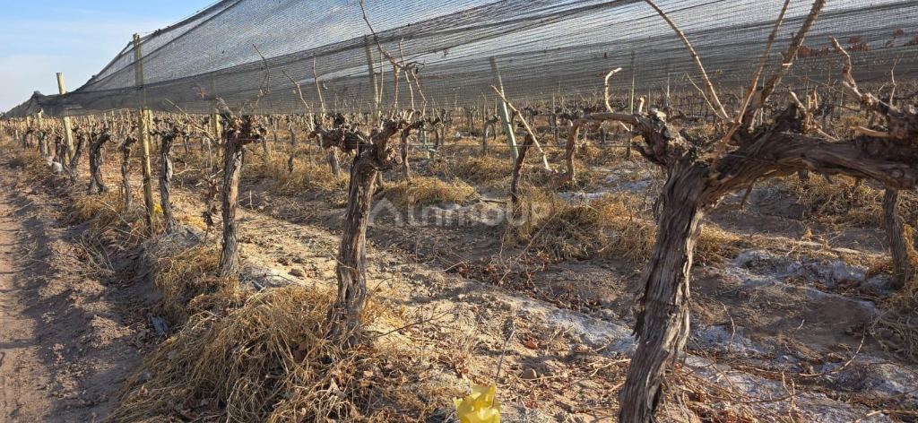 Finca en Venta en Las Heras, Mendoza