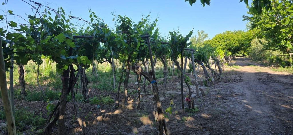 Finca en Venta en Junin, Mendoza
