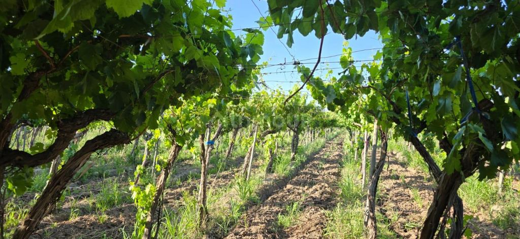 Finca en Venta en Junin, Mendoza