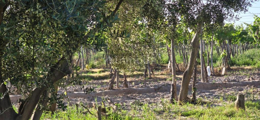 Finca en Venta en Junin, Mendoza