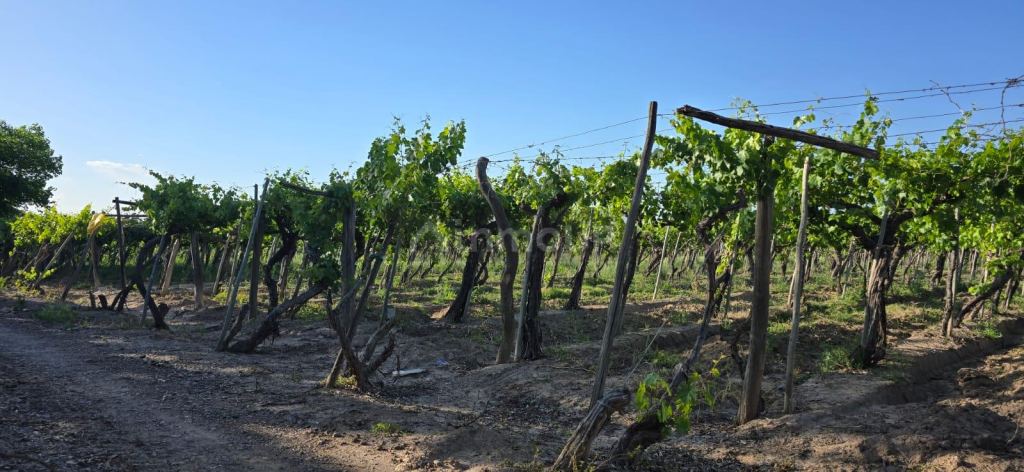 Finca en Venta en Junin, Mendoza