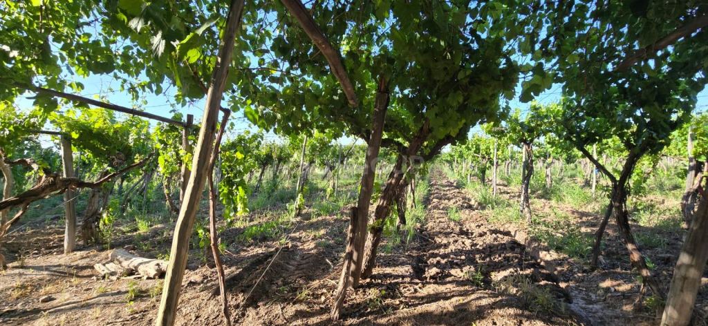Finca en Venta en Junin, Mendoza