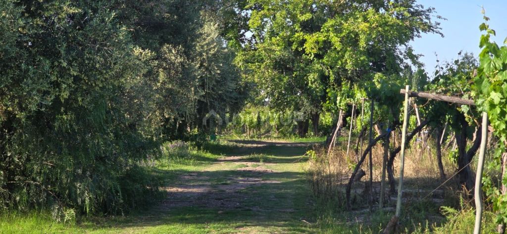 Finca en Venta en Junin, Mendoza