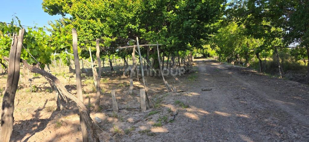 Finca en Venta en Junin, Mendoza