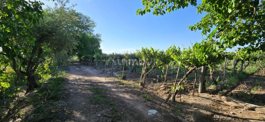 Finca en Venta en Junin, Mendoza