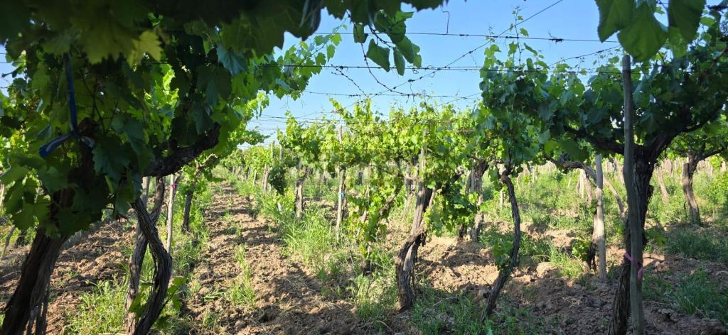Finca en Venta en Junin, Mendoza