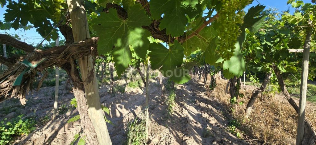 Finca en Venta en Junin, Mendoza