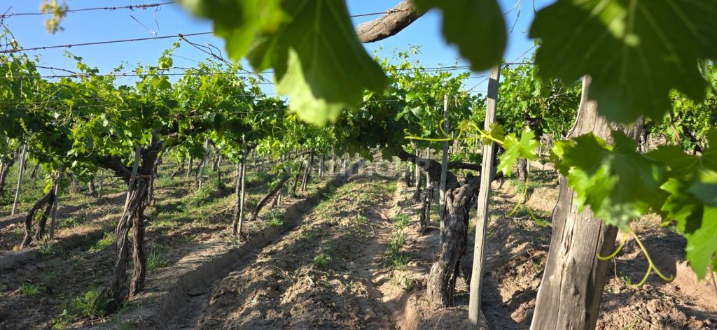 Finca en Venta en Junin, Mendoza