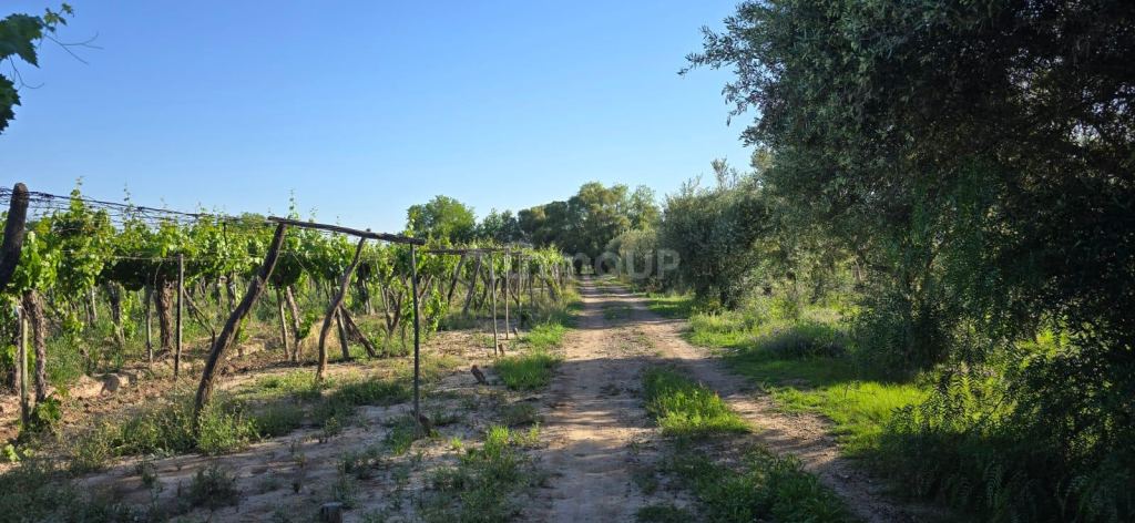 Finca en Venta en Junin, Mendoza