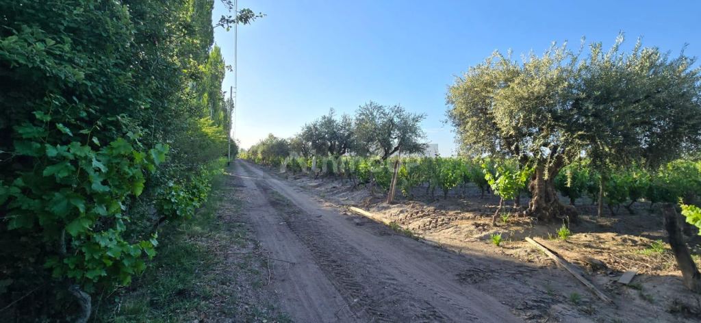 Finca en Venta en Junin, Mendoza