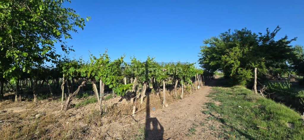 Finca en Venta en Junin, Mendoza