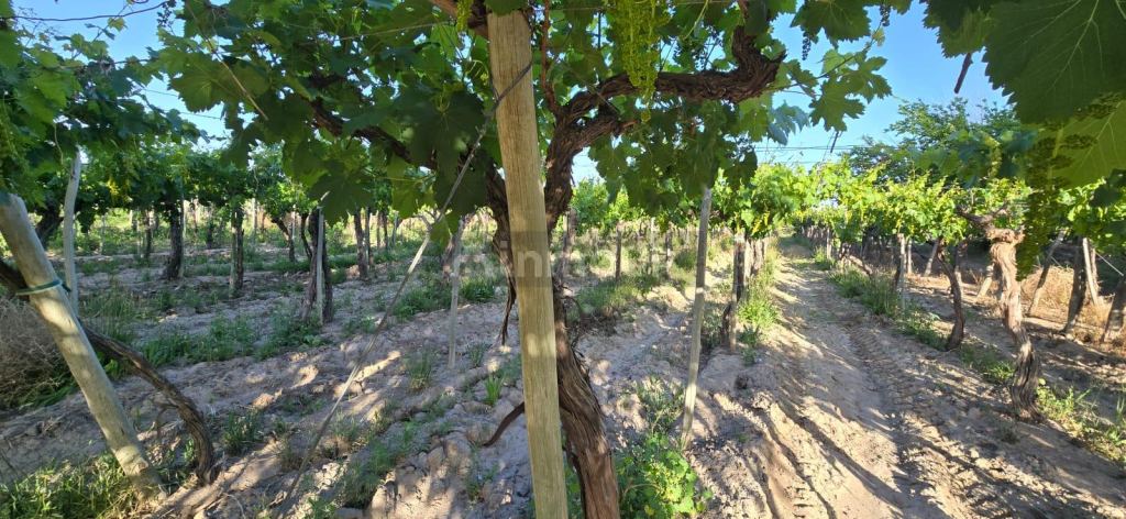 Finca en Venta en Junin, Mendoza